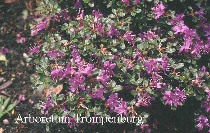 Rhododendron serpyllifolium