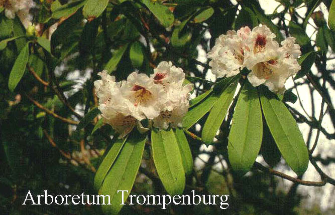 Rhododendron sutchuenense