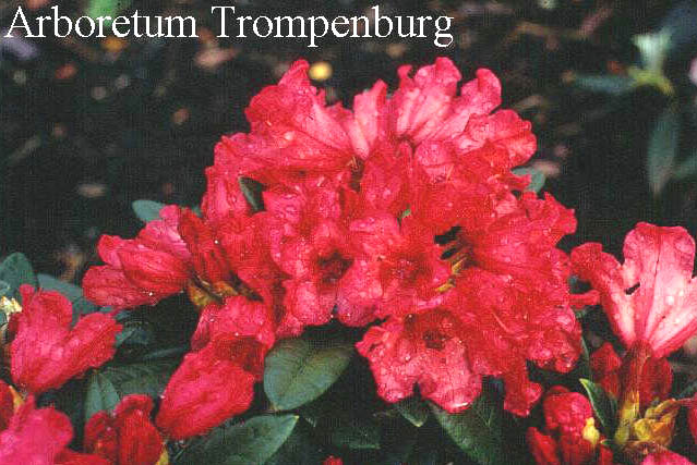 Rhododendron 'Titian Beauty'