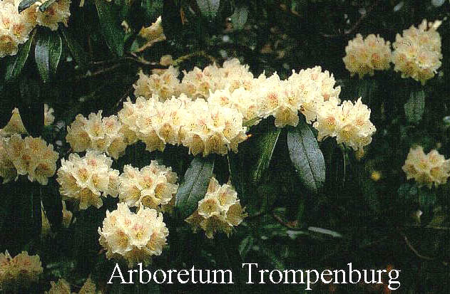 Rhododendron traillianum