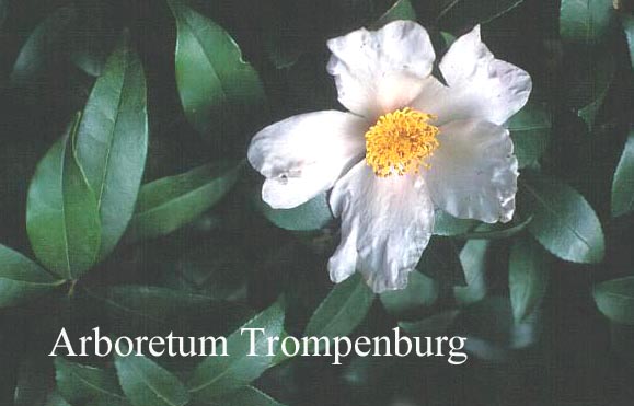 Camellia sasanqua