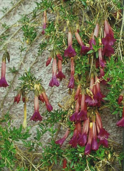 Cantua buxifolia (51174)