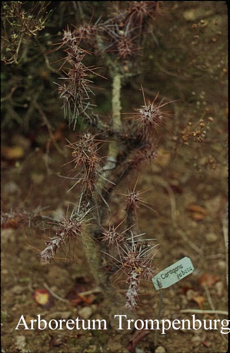 Caragana jubata