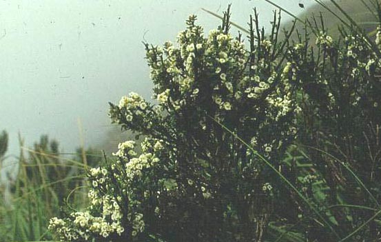 Carmichaelia australis (51178)