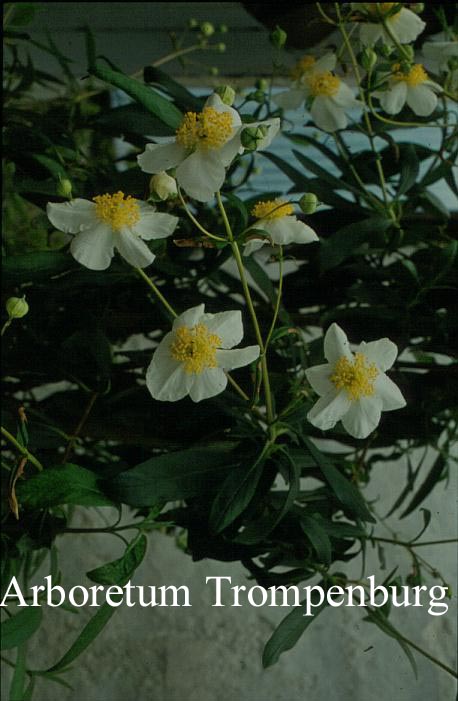 Carpenteria californica