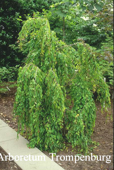 Carpinus laxiflora