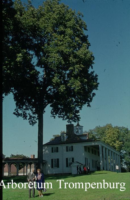 Carya illinoinensis