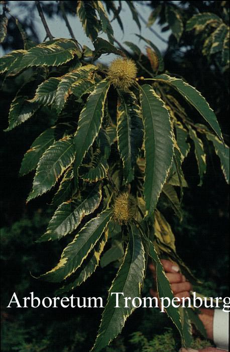 Castanea sativa 'Variegata'