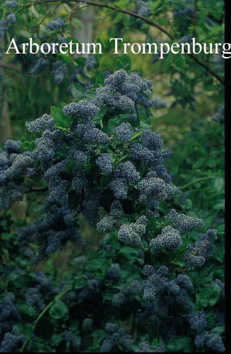 Ceanothus arboreus 'Trewithen Blue' (51202)