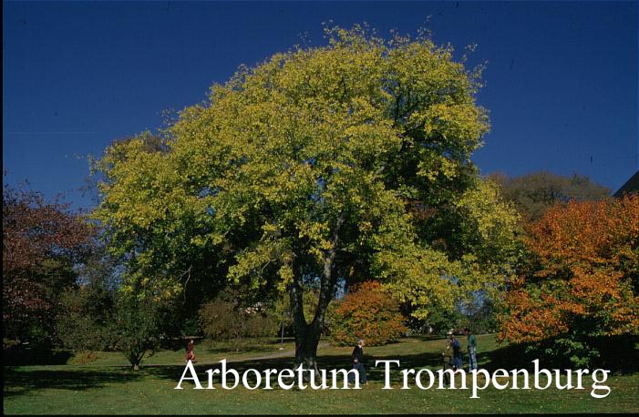 Celtis occidentalis