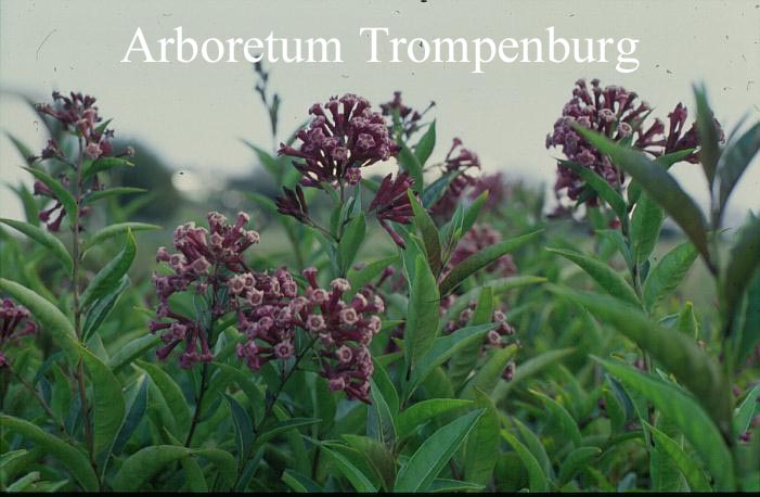 Cestrum elegans