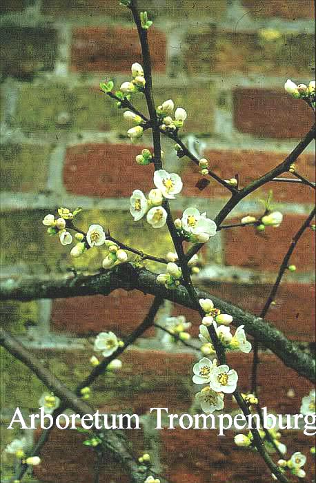 Chaenomeles speciosa 'Nivalis'