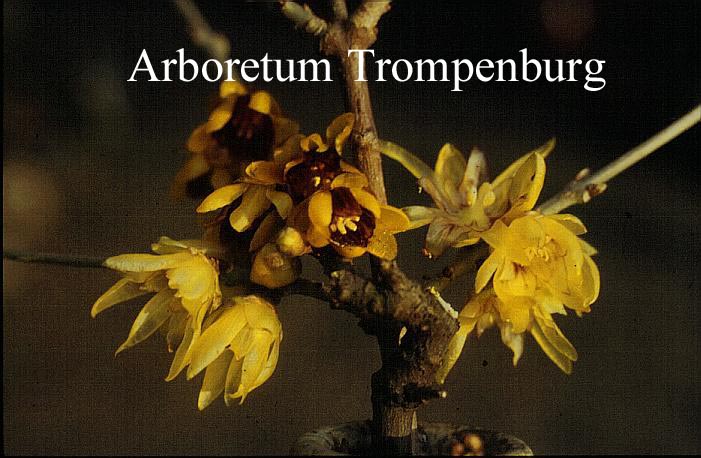Chimonanthus praecox 'Luteus'