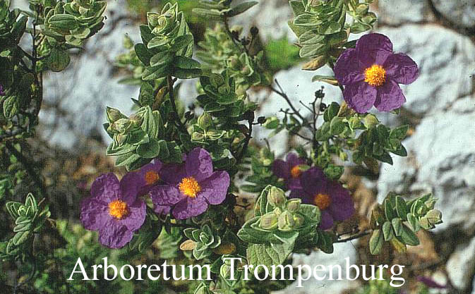 Cistus albidus