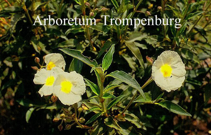 Cistus laurifolius