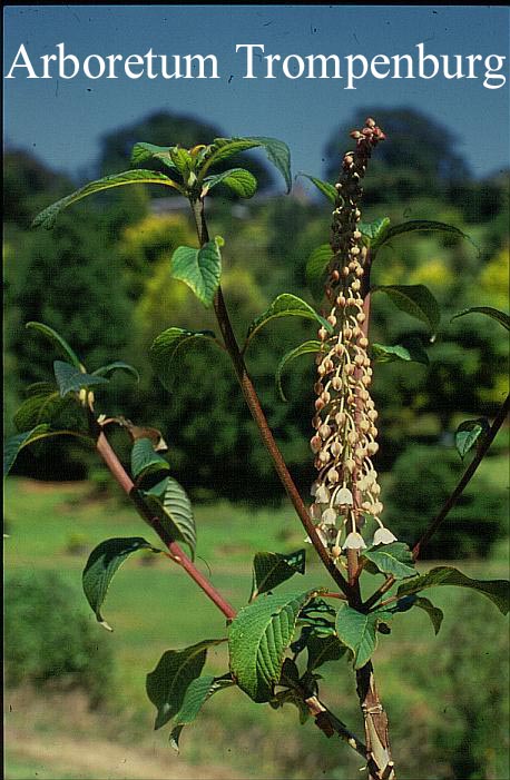 Clethra delavayi