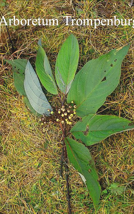 Cornus hemsleyi