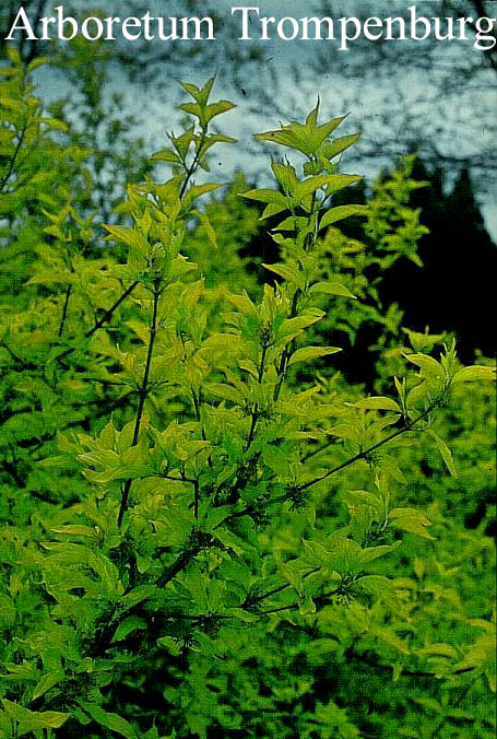 Cornus mas 'Aurea'