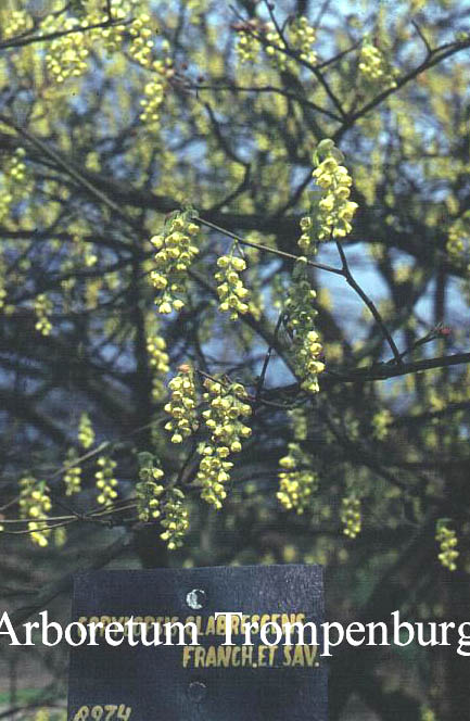 Corylopsis glabrescens