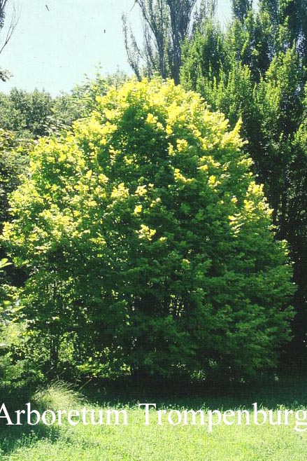 Corylus avellana 'Aurea'