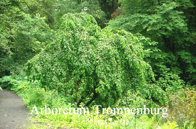 Corylus avellana 'Pendula'