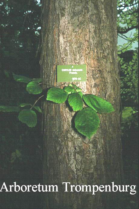 Corylus chinensis
