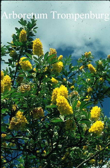 Argyrocytisus battandieri