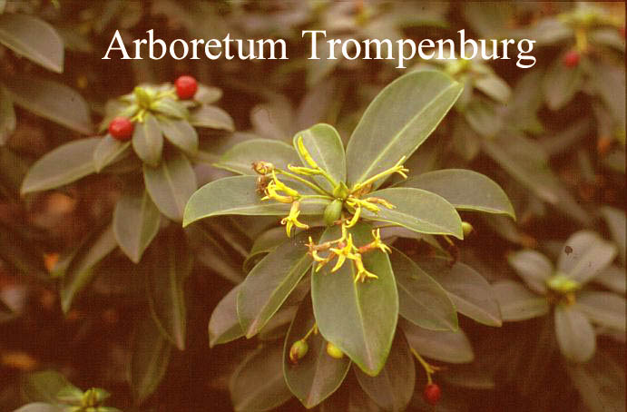 Daphne pontica
