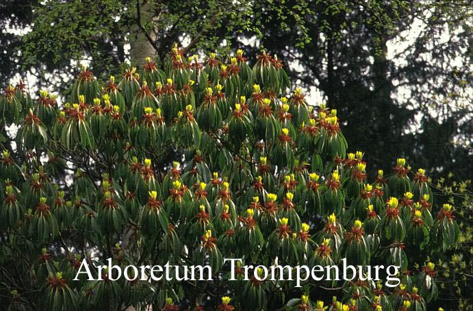 Daphniphyllum macropodum