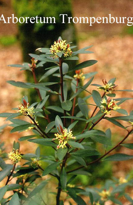 Drimys lanceolata