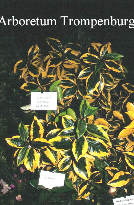 Elaeagnus ebbingei 'Gilt Edge'