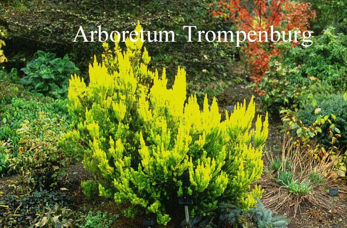 Erica arborea 'Albert's Gold'