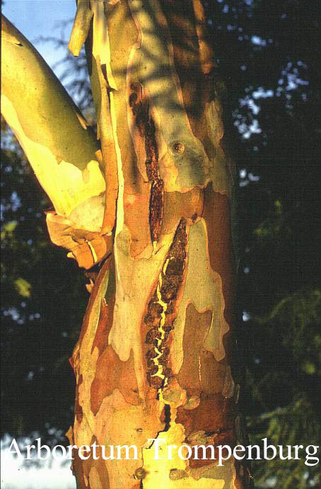 Eucalyptus pauciflora niphophila