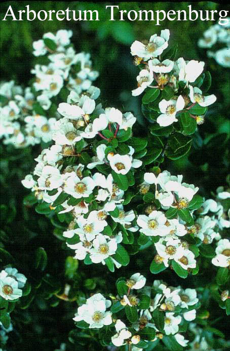 Eucryphia cordifolia