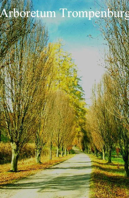 Fagus sylvatica 'Dawyck'