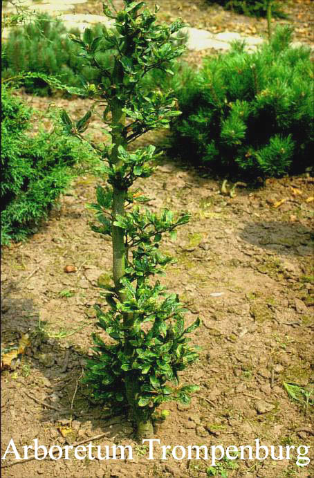 Fagus sylvatica 'Greenwood'
