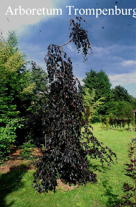 Fagus sylvatica 'Purple Fountain'