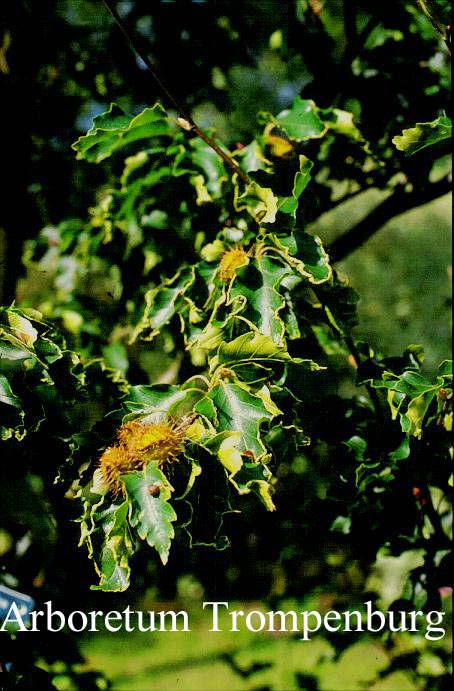 Fagus sylvatica 'Quercifolia'