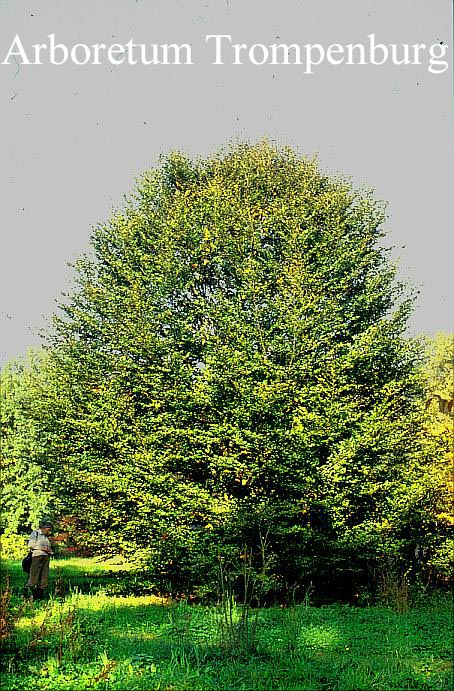 Fagus sylvatica 'Rotundifolia'