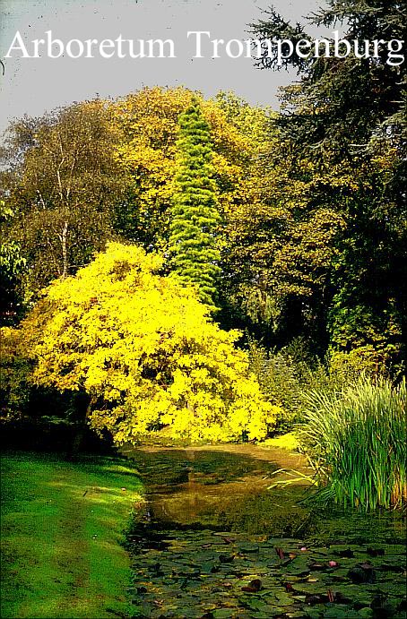 Fraxinus excelsior 'Aurea Pendula'