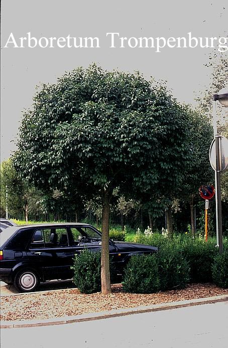 Fraxinus ornus 'Mecsek'