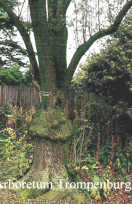 Fraxinus xanthoxyloides