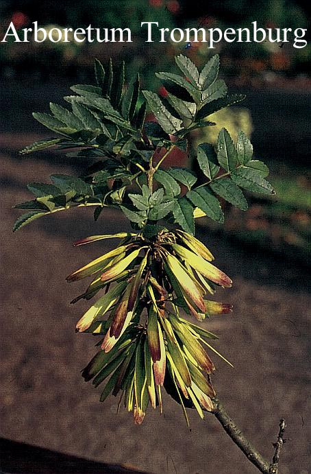 Fraxinus xanthoxyloides dumosa