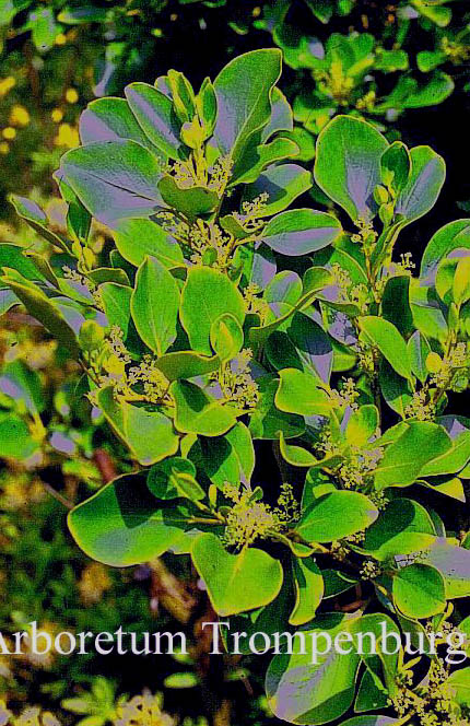 Griselinia littoralis