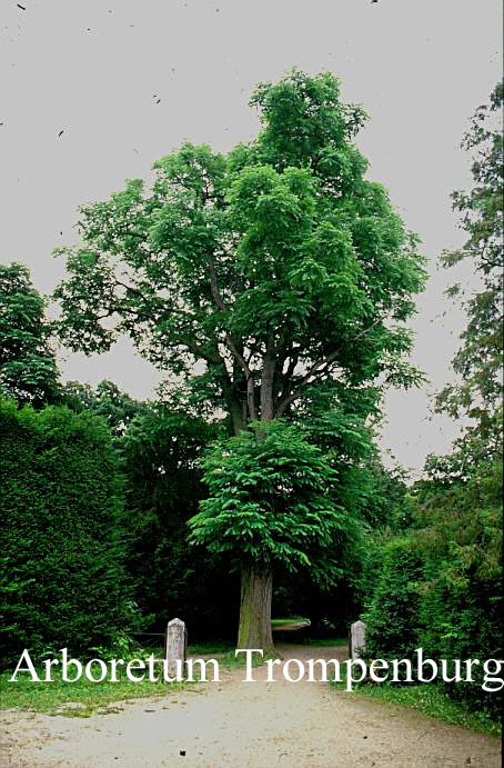 Gymnocladus dioica