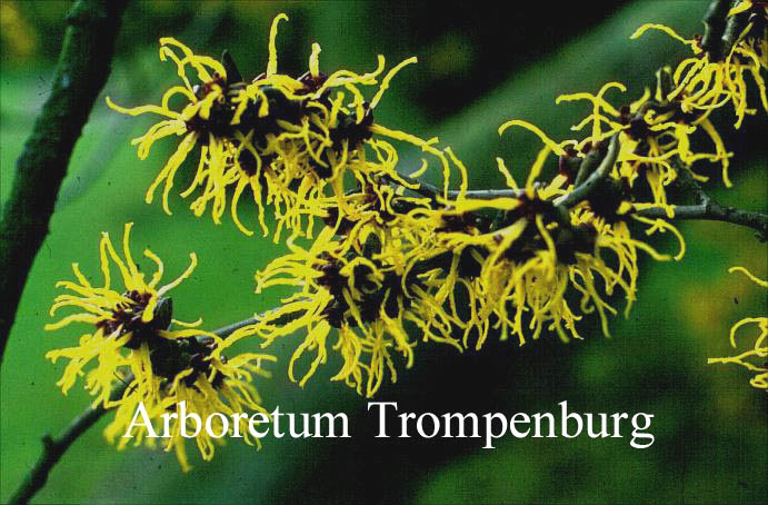 Hamamelis japonica