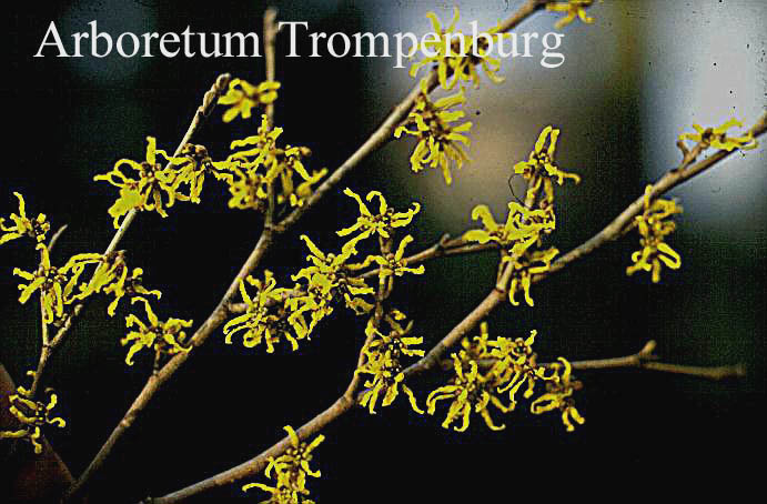 Hamamelis japonica 'Zuccariniana'