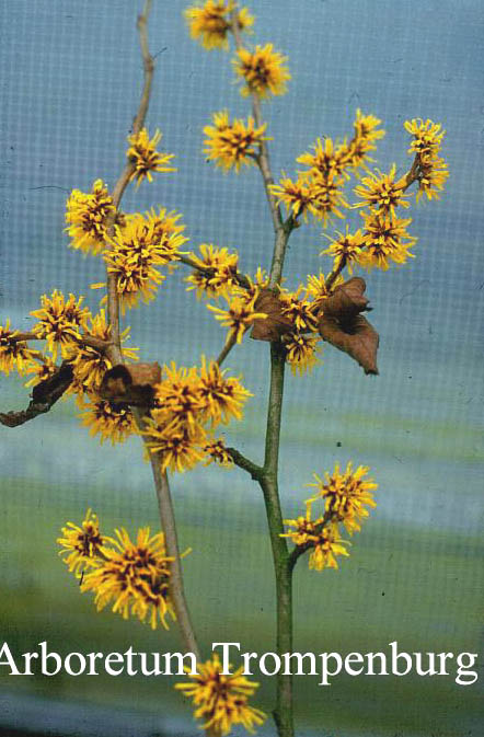 Hamamelis 'Brevipetala'