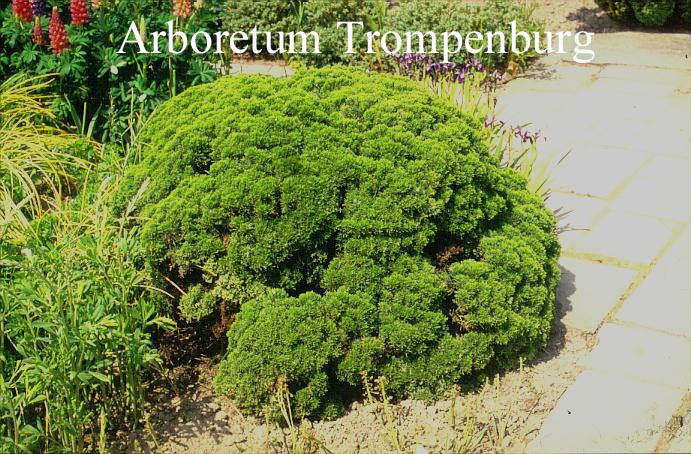 Hebe cupressoides