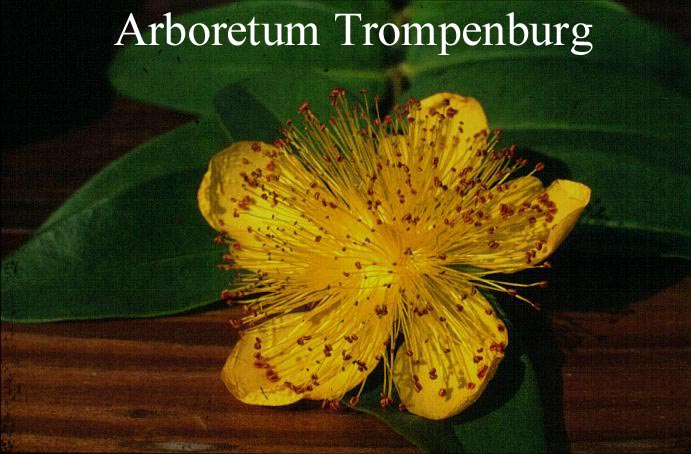 Hypericum calycinum